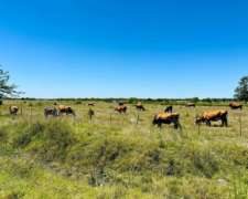 General Rodríguez, Buenos Aires - 79 Ha