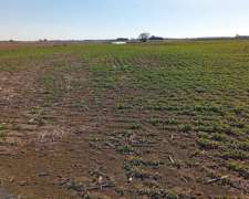 Campo 165 Hectáreas Agrícolas Baradero