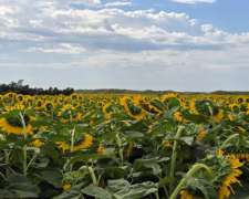 1100 Ha Sobre Ruta Campo Agrícola SUR de Villa Mercedes