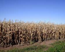 90 Ha Agricola 4800 DOL la Ha