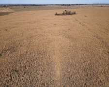 Campo en Venta de 178 Has en las Heras. Agricola