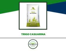 Semilla De Trigo Casuarina - Don Mario