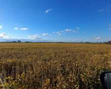 Campo Agricola 37 Hectareas