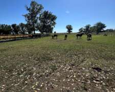 Campo Mixto De 250 Hectáreas San Antonio De Areco