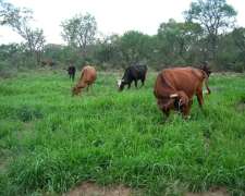 Oportunidad Campo Mixto 5940/ha a Menos de 55% de SU Valor