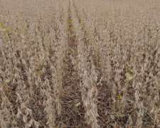 Vendo 600 Has de Campo Zona Vilelas