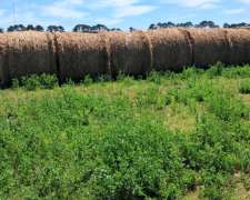 Vendo Rollos de Alfalfa