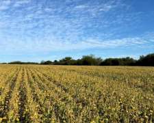 Campo 254 Heectareas Agricolas