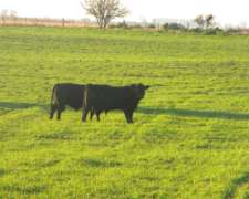 Venta 315ha en Rivera BS AS Mixto