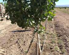 Pistacho - en Produccion - Finca en Venta – Oportunidad.