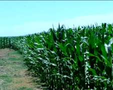 Campo Venta Lezama 170 Ha Agricola