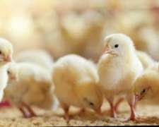 Pollos Doble Pechuga $1390c/u X Caja de 100