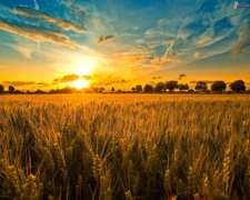 Campo Prueba Agroads 100 Has