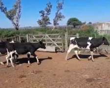 Disponible 8 Vaquillonas 270/300 Kg