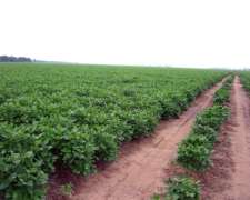 Campo Agrícola en Siembra Directa Excelente Zona de Chaco