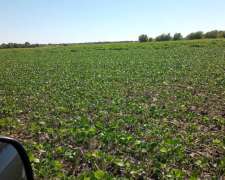 Campo de 1000 Has en el Norte de Santiago del Estero Agrícol
