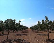 Venta Finca Produccion Pistachos Viñedos