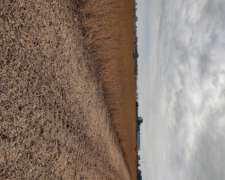 Se Buscan Campos en Alquiler