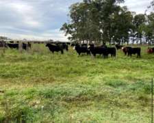 Campo en Venta en Rauch