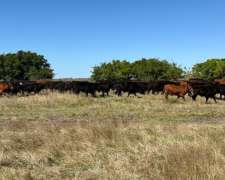 Campo en Venta 2500 HA. Ganadero. General Madariaga.