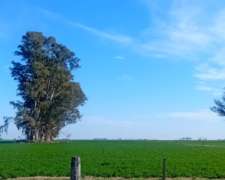 Campo Agrícolas en Necochea.