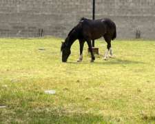 Caballo Criollo Puro con Pedigree