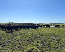 Vendo Campo Mixto en Suipacha 150 Has