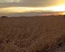 Campo Agrícolas en Pergamino