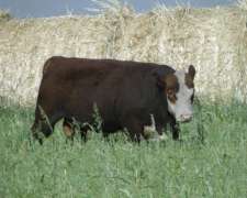 Toro Polled Hereford Puro de Pedrigue