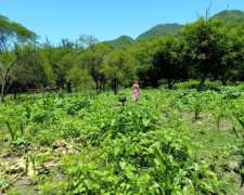 Catamarca Campo, Nogales, Pistacho, Pecan 10mil Has