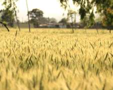 Venta De Campo En Intendente Alvear, La Pampa - 320 Ha