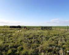 Venta: 150 Hectáreas- Mixto - Coronel Dorrego