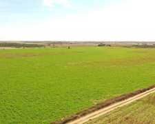 Batavia, Dupuy, San Luís - 1.200 Ha