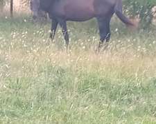 Vendo Padrillo Polo Argentino