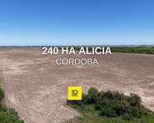 240 Ha Alicia -
