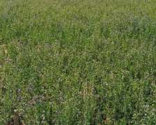 Campo Agricola y Ganadero