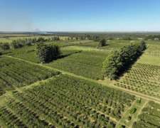 Pcia. De Corrientes - Alvear 115 Ha