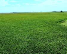 Coronel Vidal, Buenos Aires - 1.818 Ha