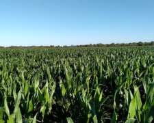 100 Has Todas Agrícolas