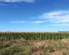 Coronel Dorrego, Buenos Aires - 1.748 Ha