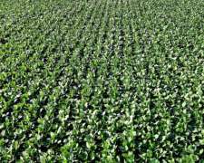 220 Has Ingeniero Luiggi