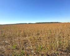 49 Hectáreas Agrícolas Ramallo
