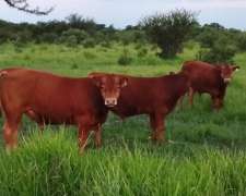 Excelentes Terneros/toritos Limangus de Cabaña