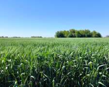 Se Venden 180 Has Zona Soledad.