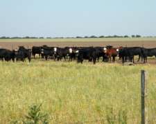 1300 Ha en Venta en Carhue BS AS Mixtas con Mejoras