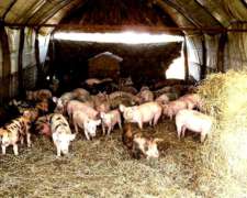 Cria Sistema Galpones A Cama Profunda