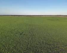 1900 Has Predominantemente Agrícola Sobre Ripio.