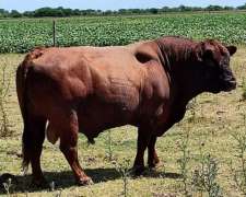 Vendo Toro Angus Colorado de 5 Años Aprox Unos 900kg