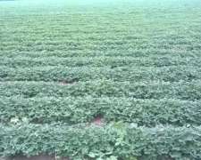 38 Has en Pampayasta