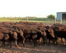 Oportunidad 47 Terneros y 44 Terneras Aberdeen Angus Negros